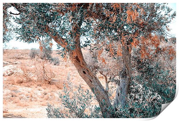  Silver Olive Trees. Nature in Alien Skin Print by Jenny Rainbow