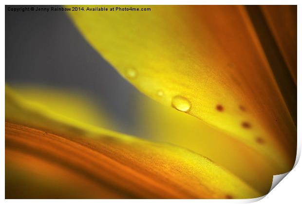  Enlightenment. Lily Macro  Print by Jenny Rainbow