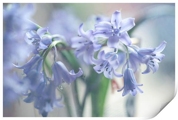  Ethereal BlueBells  Print by Jenny Rainbow
