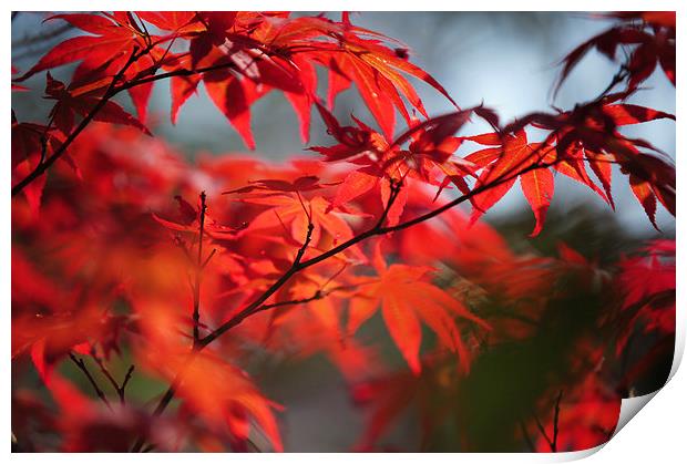  Tree in Passion. Japanese Maple  Print by Jenny Rainbow