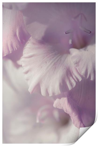  Pastel Gladiolus  Print by Jenny Rainbow