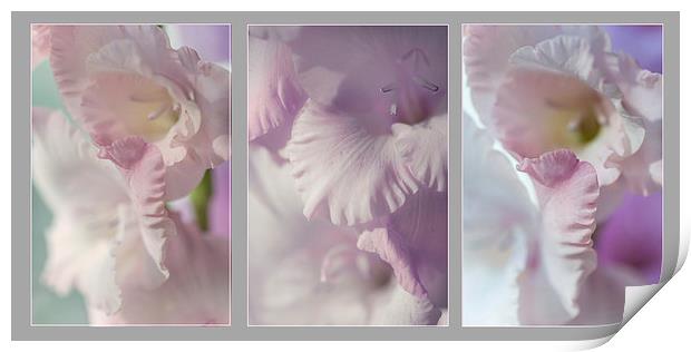  Pastel Gladiolus Triptych  Print by Jenny Rainbow