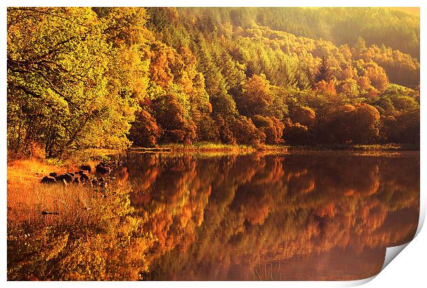  Fall Reflections. Loch Achray. Scotland  Print by Jenny Rainbow