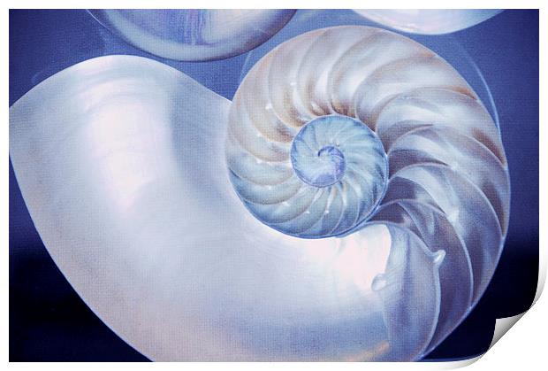  Seashell. Blue Version  Print by Jenny Rainbow