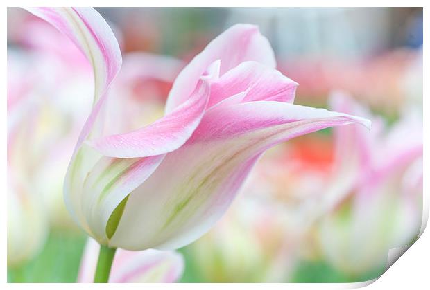  Emollient Lightness. Tulips of Keukenhof Print by Jenny Rainbow