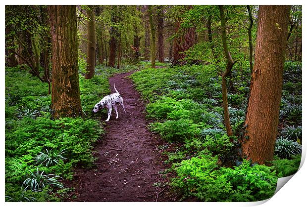  Dalmatian In the Spring Woods  Print by Jenny Rainbow
