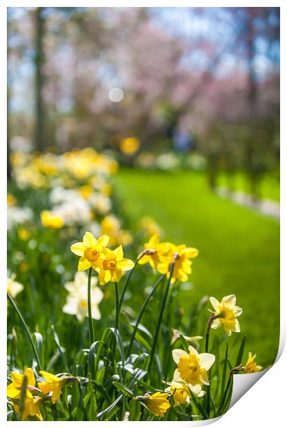 Spring Daffodils in Keukenhof garden in Netherland Print by Jenny Rainbow