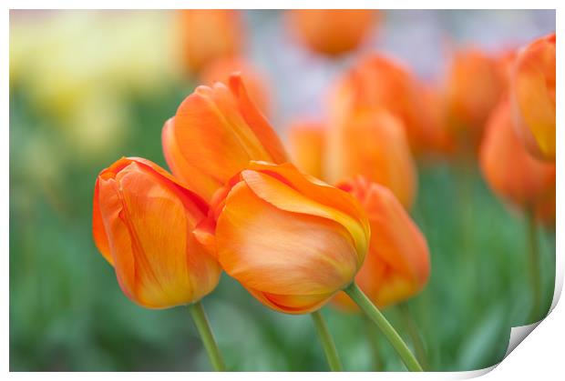Dutch orange tulips close up Print by Jenny Rainbow