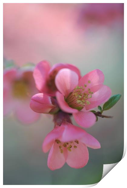 Japanese Flowering Quince                          Print by Jenny Rainbow