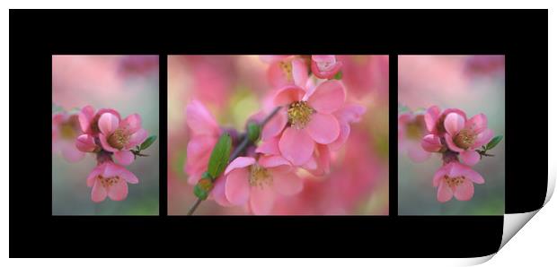 The Tender Spring Blooms. Triptych on Black Print by Jenny Rainbow