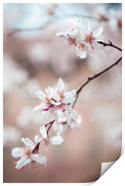 Spring Cherry Delight                              Print by Jenny Rainbow
