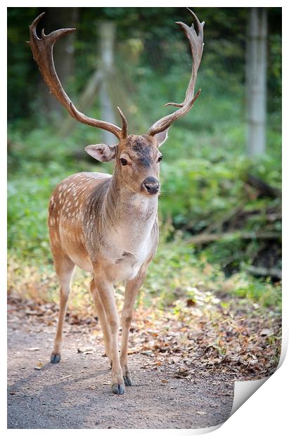 King of the Forest Print by Jenny Rainbow