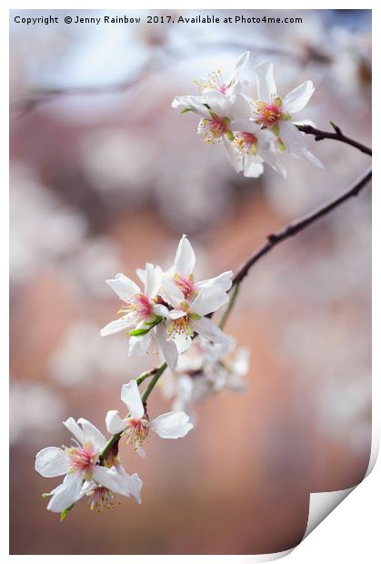 Branch of blooming plum tree Print by Jenny Rainbow