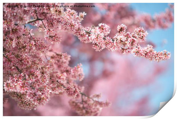 Blooming branches of pink Kwanzan Cherry tree Print by Jenny Rainbow
