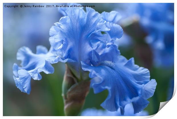 Abiqua Falls. Iris  Print by Jenny Rainbow