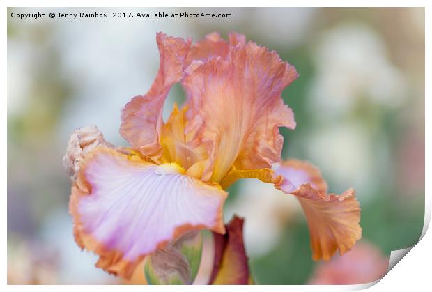 Afternoon Delight Iris flower Print by Jenny Rainbow