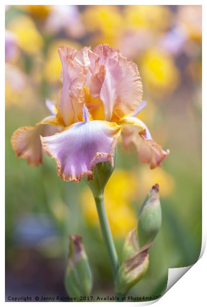 Afternoon Delight iris in garden Print by Jenny Rainbow