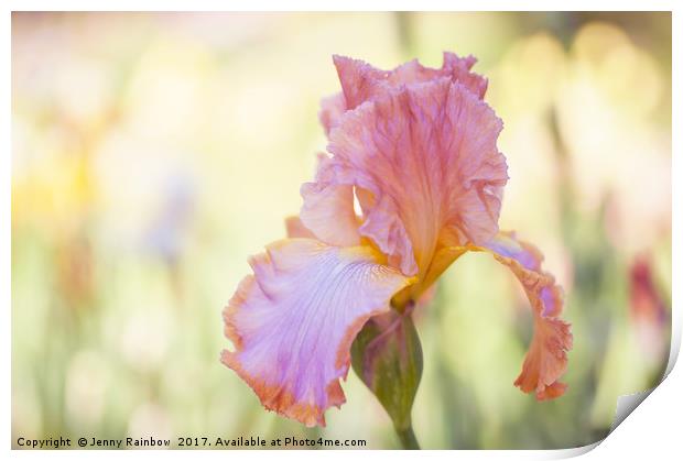 Afternoon Delight iris close up Print by Jenny Rainbow