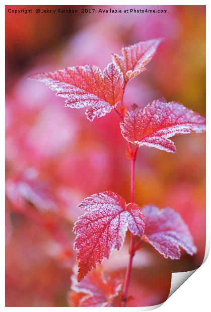 Red frosted leaves of Physocarpus  Print by Jenny Rainbow