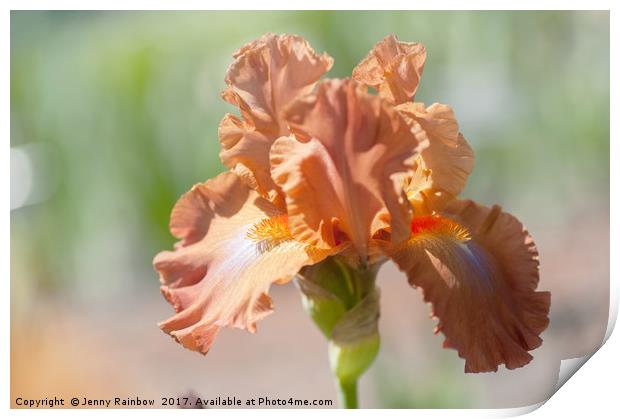 Dodge City Close Up. The Beauty of Irises Print by Jenny Rainbow
