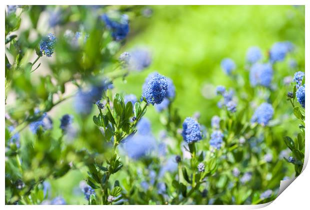 Blue Blossom of Ceanothus Concha in Spring Garden Print by Jenny Rainbow