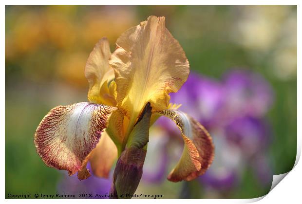 Magic Carpet 1.The Beauty of Irises Print by Jenny Rainbow