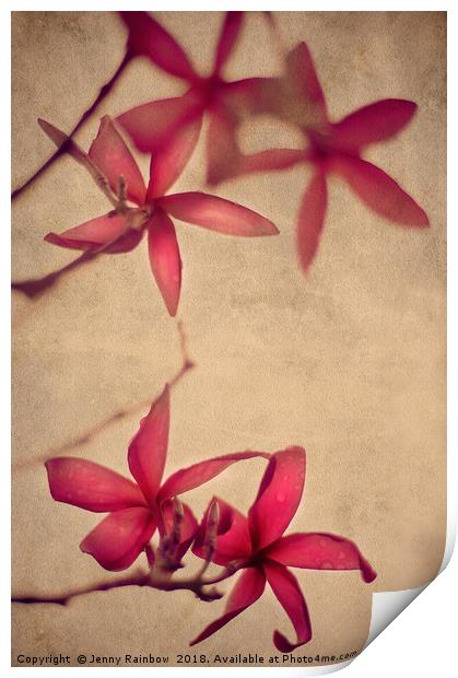 Red Frangipani Flowers Print by Jenny Rainbow