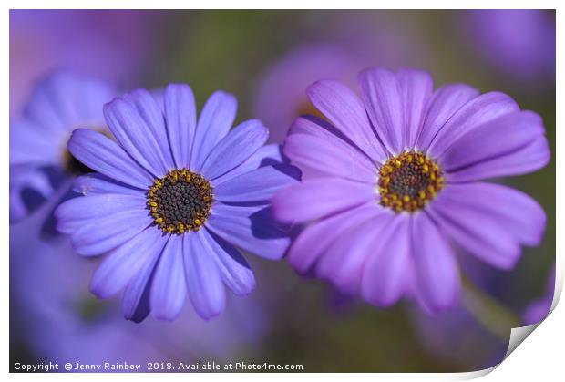 Purple and Blue. Swan River Daisies Print by Jenny Rainbow