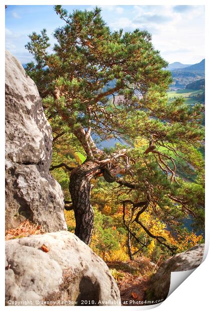 Pine Tree. Saxon Switzerland Print by Jenny Rainbow
