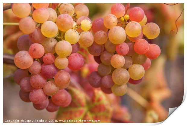 Juicy Taste Of Autumn. Red Grapes Clusters 2 Print by Jenny Rainbow