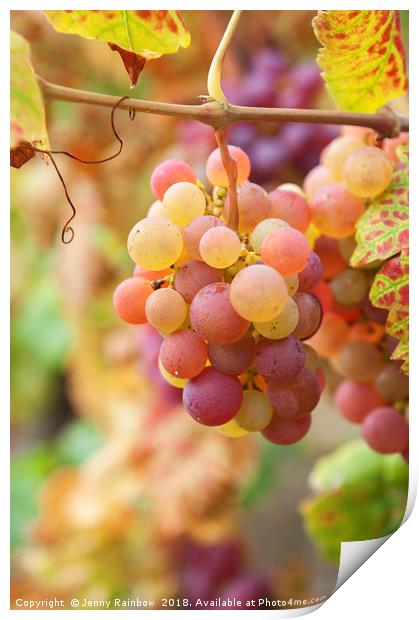 Juicy Taste Of Autumn. Red Grapes Clusters 7 Print by Jenny Rainbow