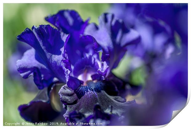 Bitone Purple blue Tall Bearded Iris Oklahoma Crud Print by Jenny Rainbow