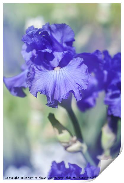 Blue colored Tall Bearded Iris 'Kathleen Kay Nelso Print by Jenny Rainbow