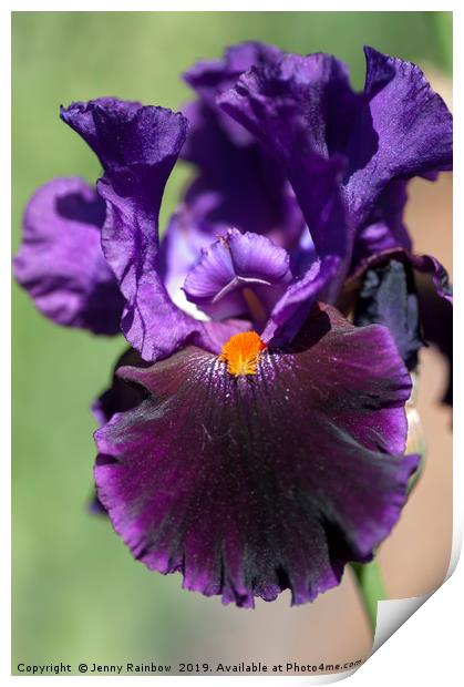 Dark purple Tall Bearded Iris Local Color  Print by Jenny Rainbow
