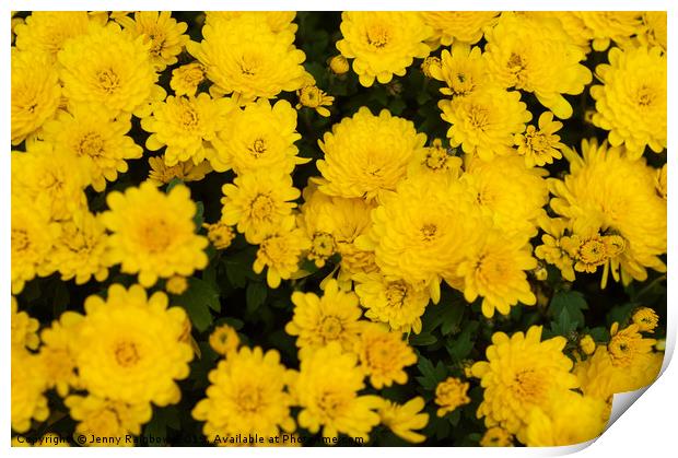 Chrysanthemum Poppins Yellow Jewel  Print by Jenny Rainbow