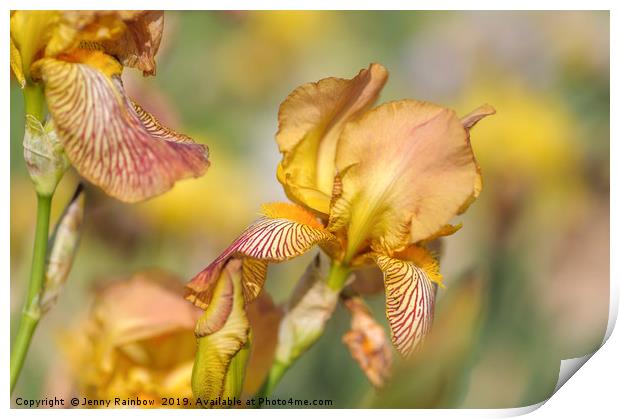 Tall Bearded Iris 'Clara Moyes' Print by Jenny Rainbow