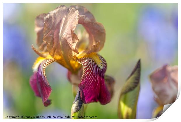 Tall Bearded Iris 'Prosper Laugier'  Print by Jenny Rainbow