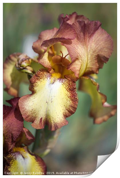 Beauty Of Irises. Taholah Print by Jenny Rainbow