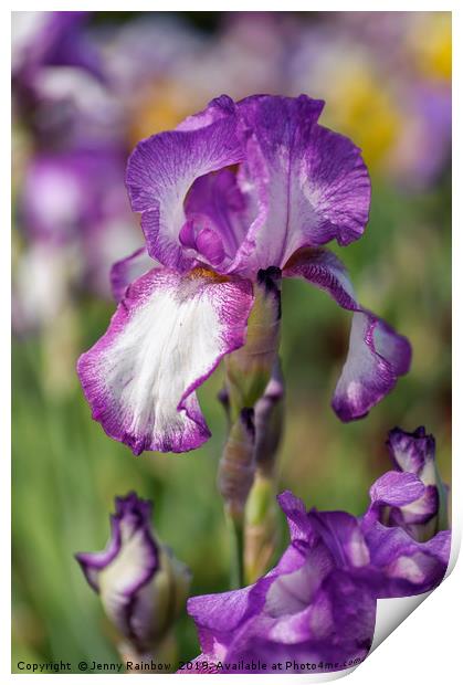 Beauty Of Irises. Kimberly Print by Jenny Rainbow