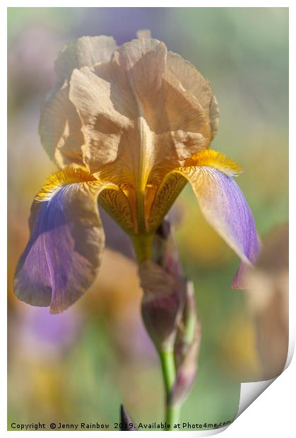 Beauty Of Irises. Evolution Print by Jenny Rainbow