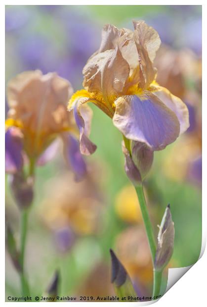 Beauty Of Irises. Evolution 1 Print by Jenny Rainbow