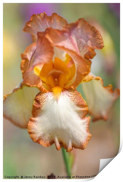 Beauty Of Irises. Heather Hawk Print by Jenny Rainbow