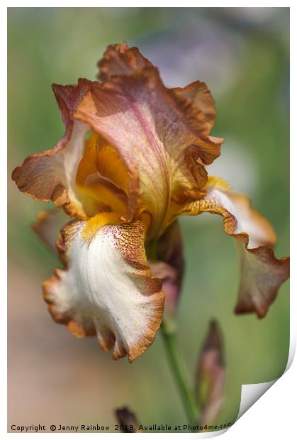 Beauty Of Irises. Heather Hawk 1 Print by Jenny Rainbow