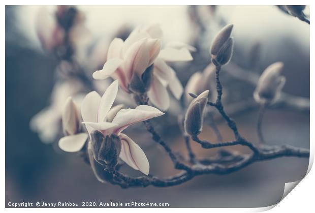Zen Magnolia Blossom Boho Style Print by Jenny Rainbow