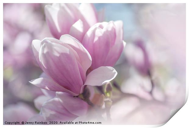 Dreamy Blooms of Chinese Magnolia 1 Print by Jenny Rainbow