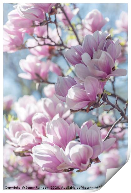 Abundant Blooms of Chinese Magnolia 1 Print by Jenny Rainbow