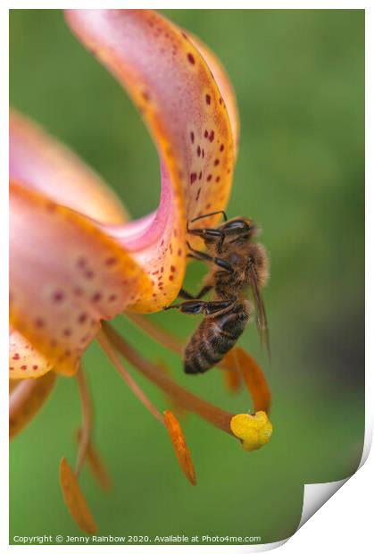 Martagon Lilium Fairy Morning  with Pollinating Bee Print by Jenny Rainbow