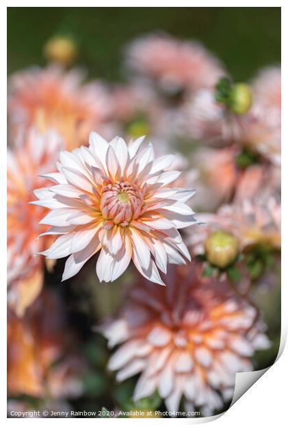 Dahlia Apelsini Sniega Print by Jenny Rainbow