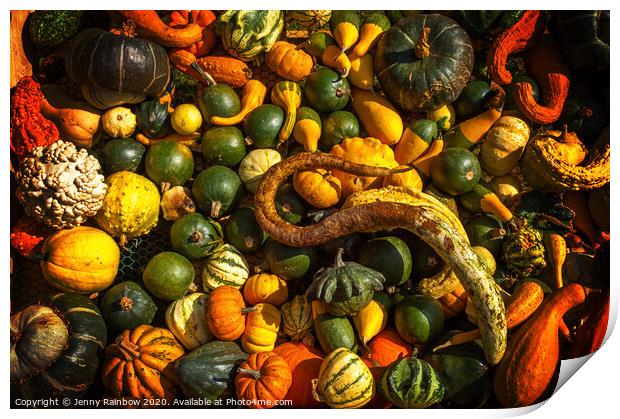 Abundant Harvest of Gourds Display Print by Jenny Rainbow