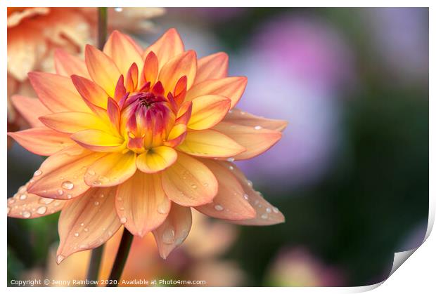 Dahlia Melody Dora Print by Jenny Rainbow